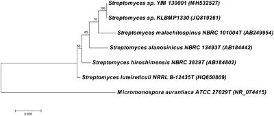 Genome Mining of Streptomyces sp. YIM 130001 Isolated From Lichen Affords New Thiopeptide Antibiotic